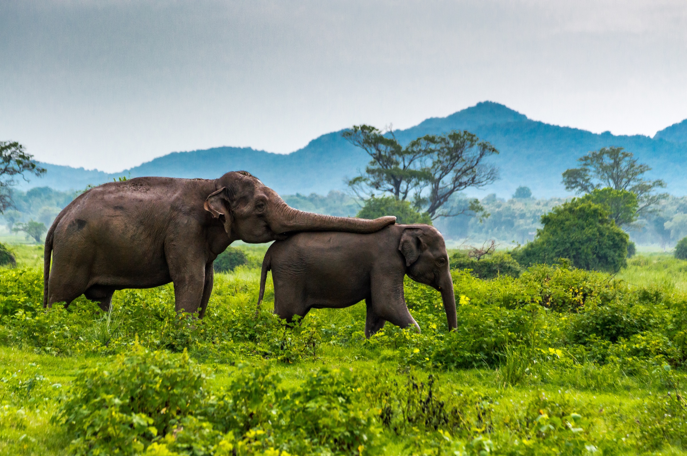 Un safari à Udawalawe